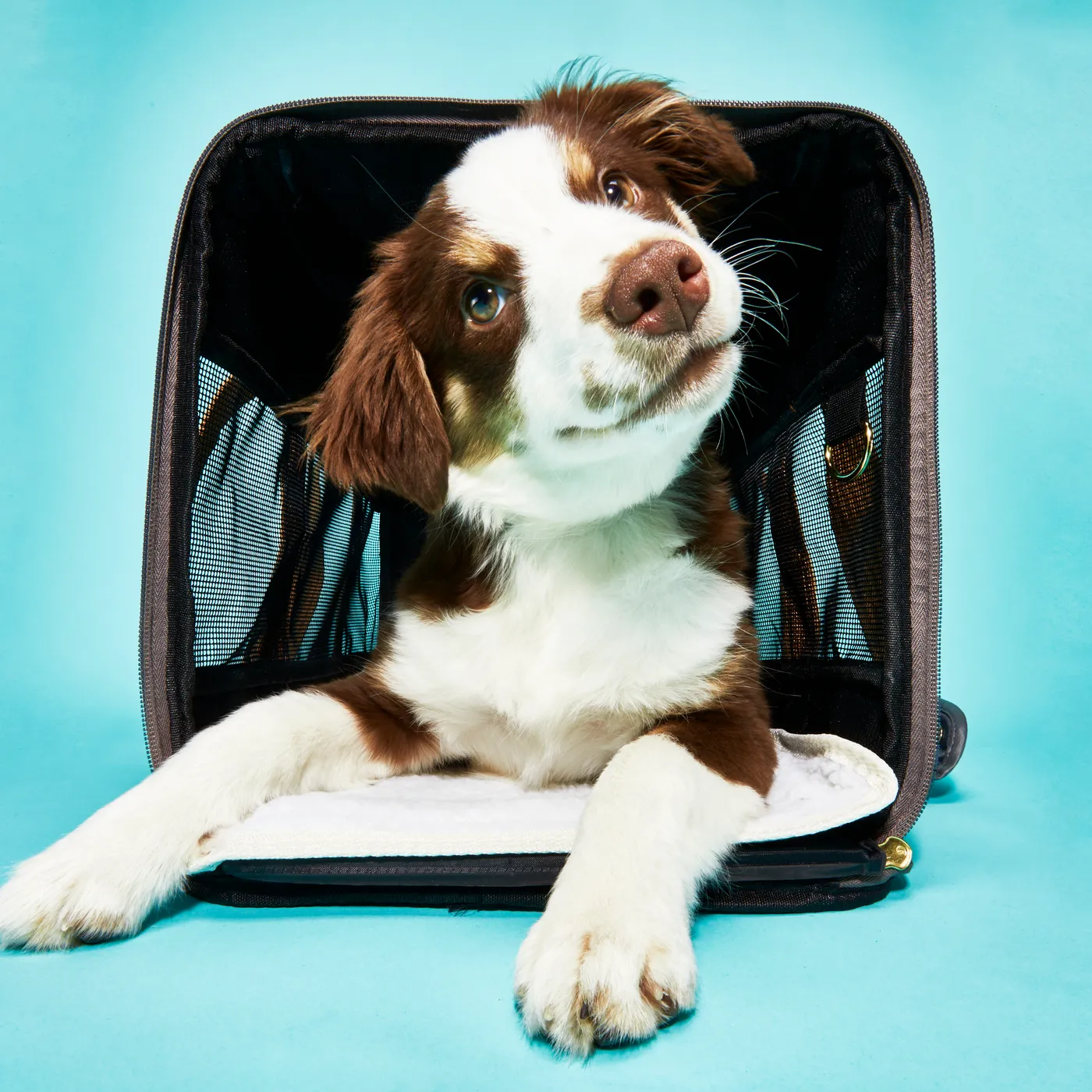 Dog Sling Carriers: A Comfortable and Stylish Way to Carry Your Pet