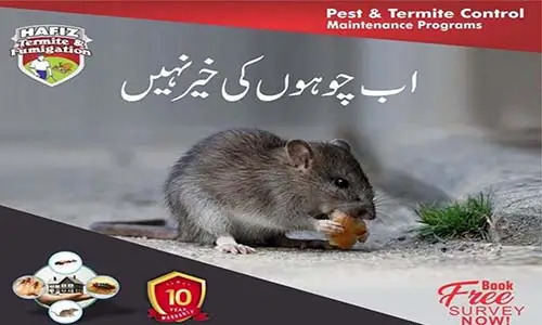 Rat Killer & Rodent Control Services | Hafiz Pest Control