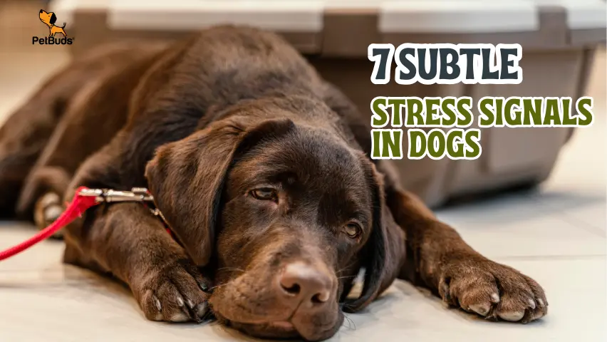 7 Subtle Stress Signals in Dogs Most Owners Miss