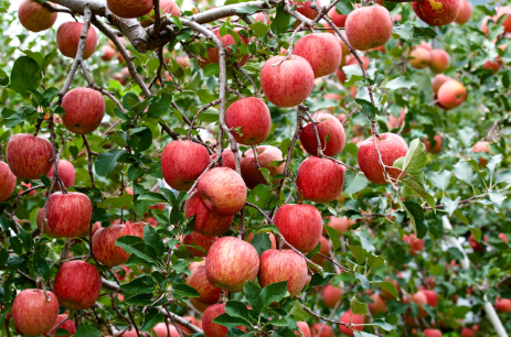 How To Harvest And Store Apples From Your Apple Tree
