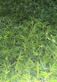 House of Clones - The Clone Conservatory