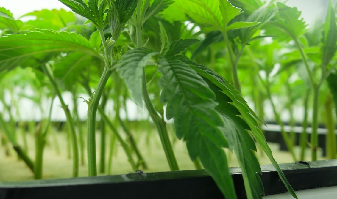 Visit Top Dispensary With Clones to Buy Premium Quality Cannabis Products 