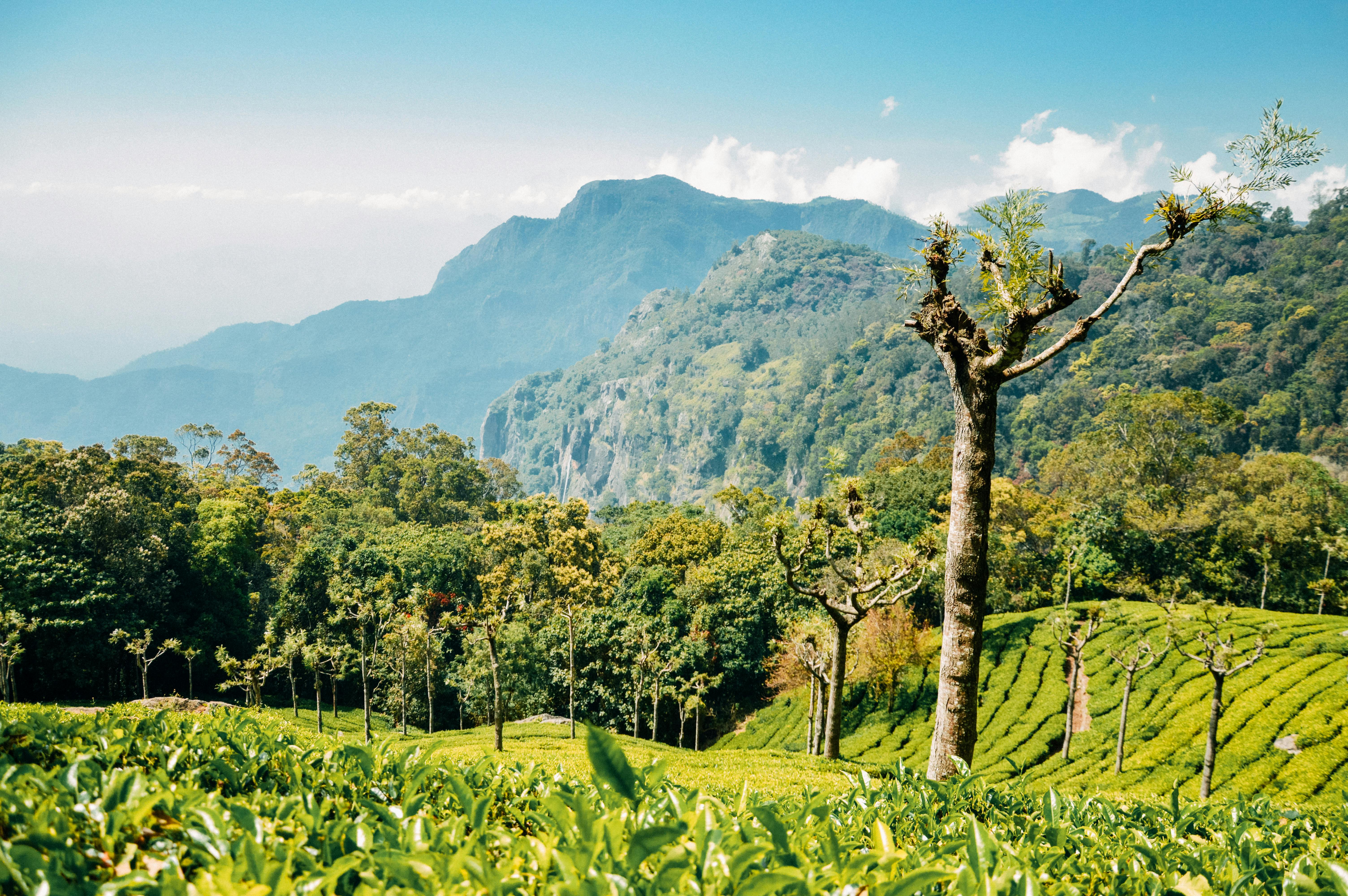 Munnar Tourist Places for a Perfect Hill Escape