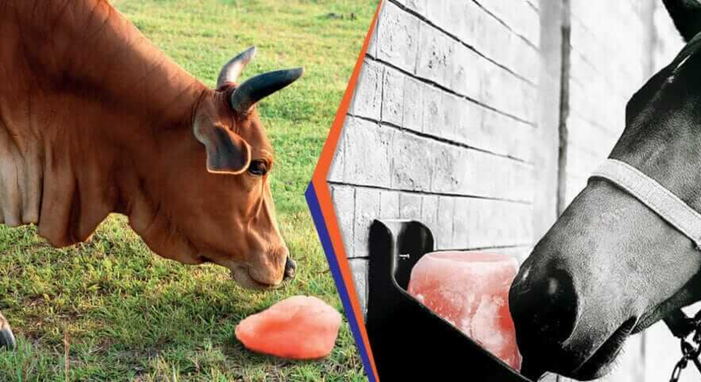 Animal Lick Salt: A Natural Mineral Source for Livestock Health