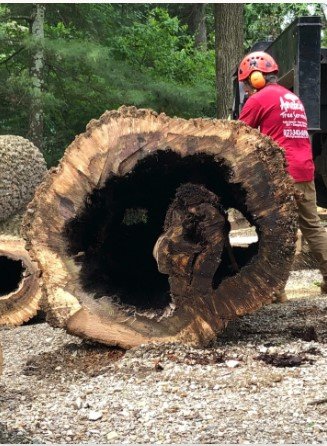 Understanding the Hidden Dangers of Co-Dominant Stems in Mature Hardwoods