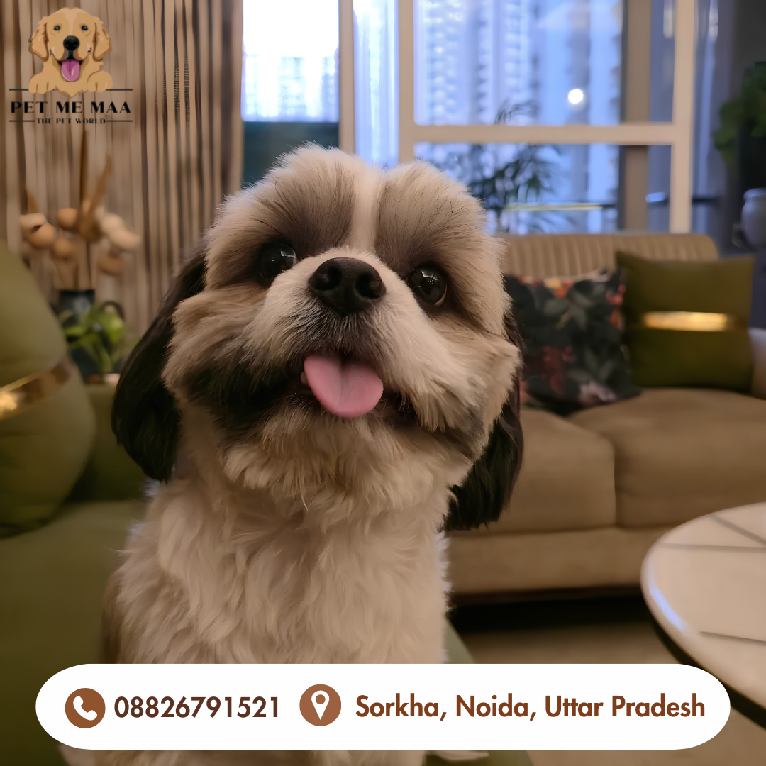 How Often Should You Book Pet Grooming in Noida for Your Dog?