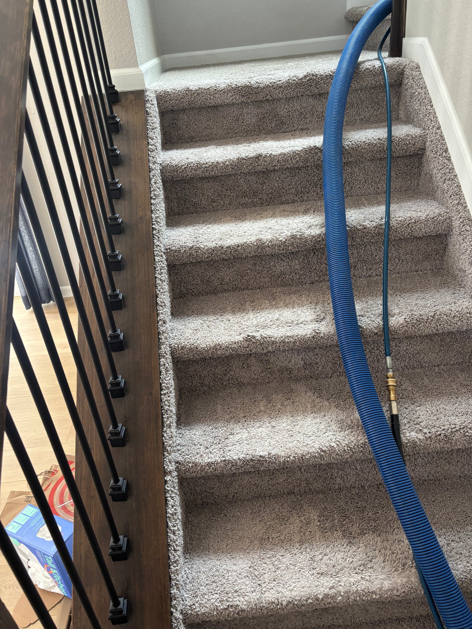  Wheat Ridge Pet Carpet: Managing the Urban Suburb's Most Demanding Indoor Contamination Challenge