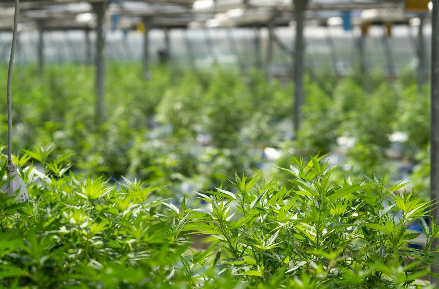 The Clone Conservatory – Explore Quality Seeds, Clones and Strains 