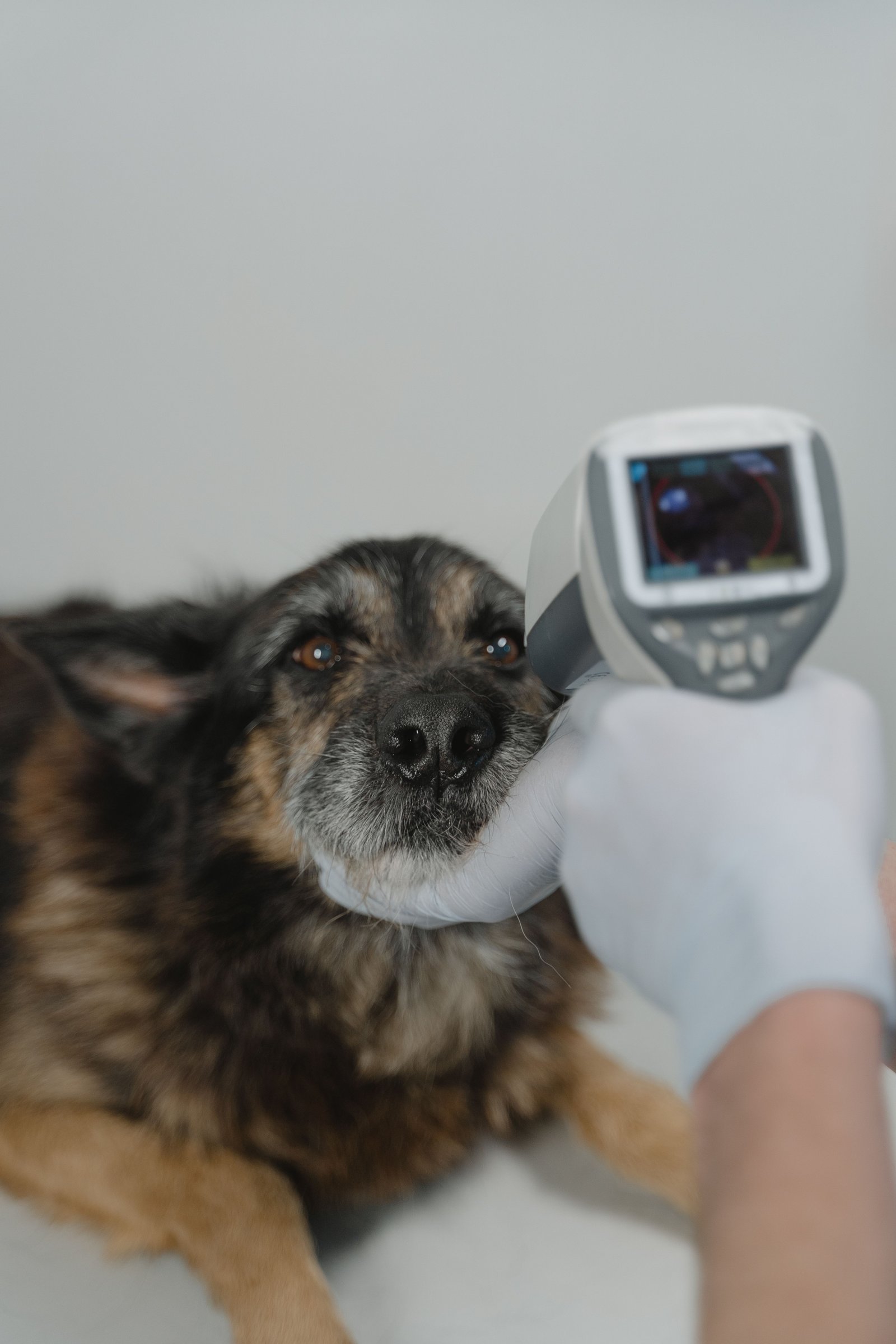 Global Veterinary Thermography Market: Portable Imaging and Digital Diagnostics