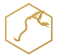 Dragon Pharma: Understanding the Brand and Online Buying Experience