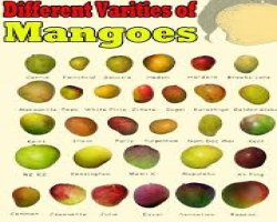 Discover the Delicious World of Mango Varieties