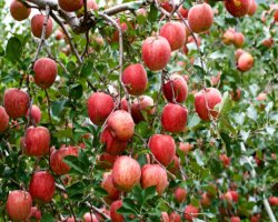 How To Harvest And Store Apples From Your Apple Tree