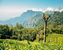 Munnar Tourist Places for a Perfect Hill Escape