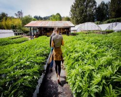 Elevate Your Growing Experience with Quality Marijuana Clones 