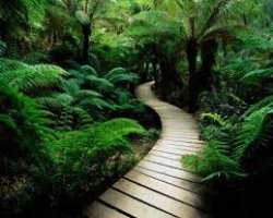 Discover Sydney: Australia’s Iconic Harbour City