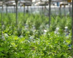 The Clone Conservatory – Explore Quality Seeds, Clones and Strains 