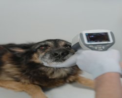 Global Veterinary Thermography Market: Portable Imaging and Digital Diagnostics