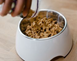 Germany Pet Nutraceuticals Market: Rising Demand for Premium Pet Health Products