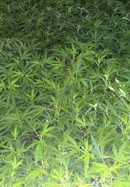 House of Clones | The Clone Conservatory